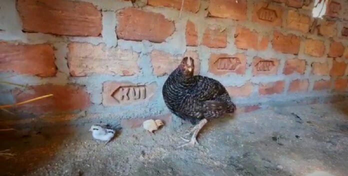 Hen