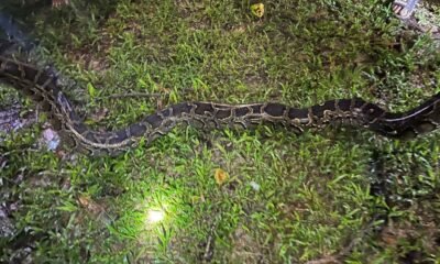 Python