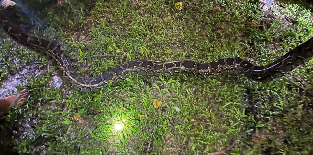 Python